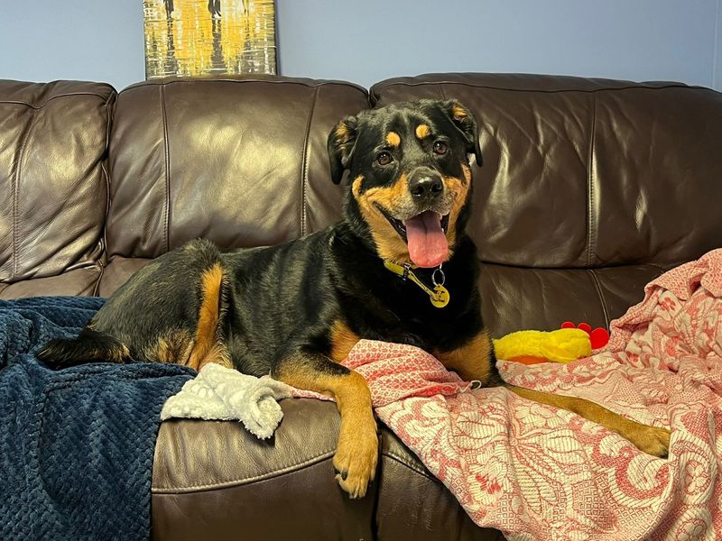 Pet Image